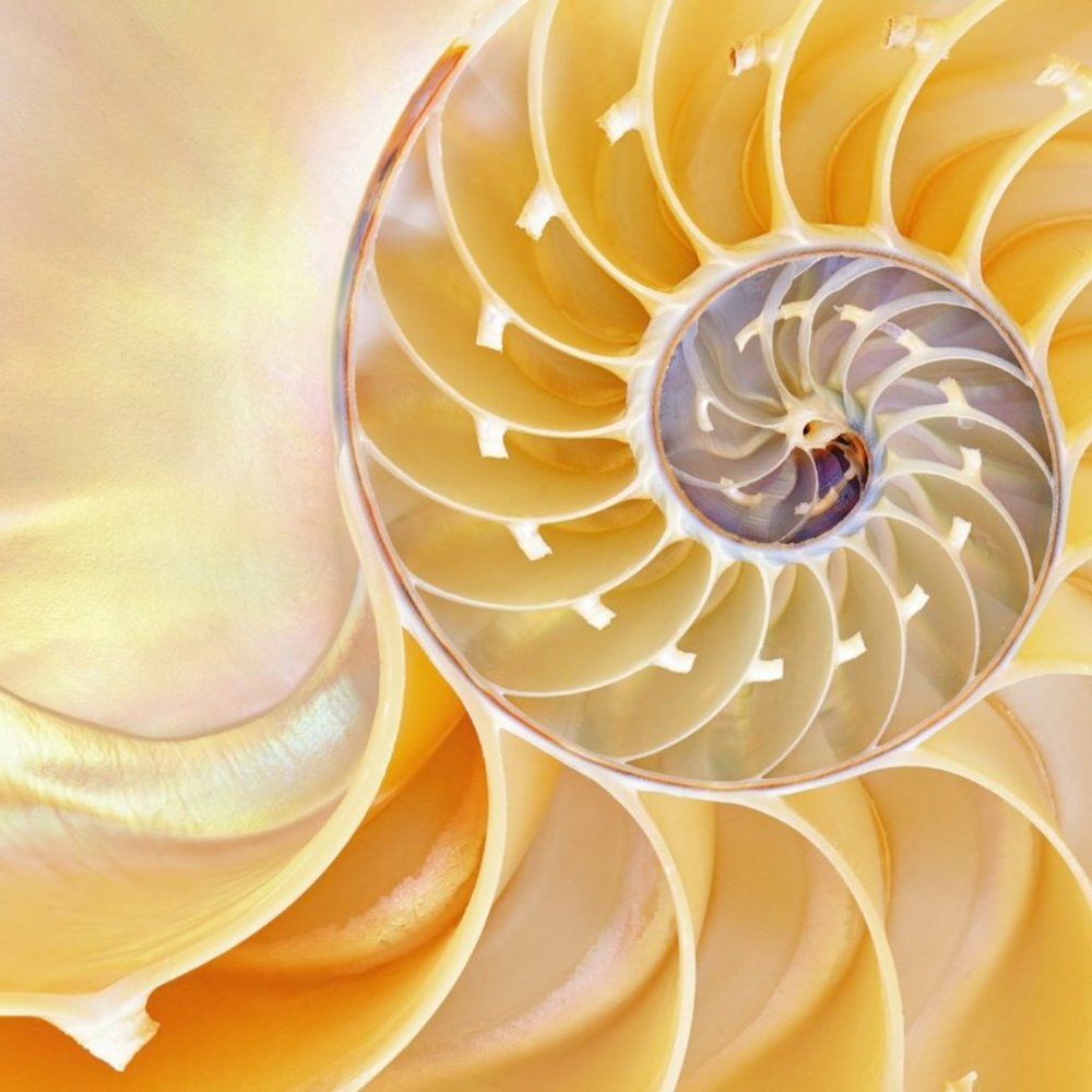 Meet your Posher, Jan